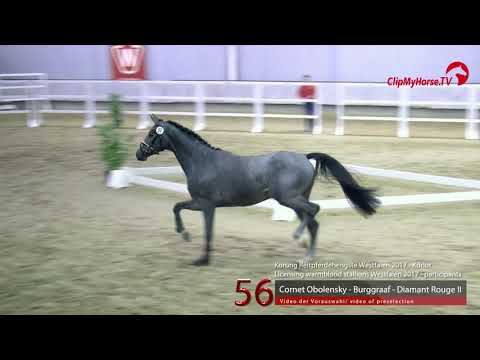 56 Junghengst v. Cornet Obolensky - Burggraaf