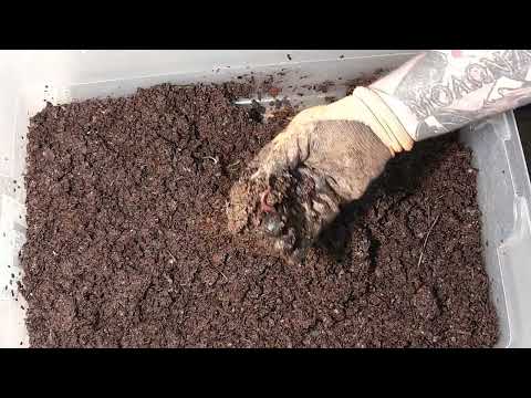 Check In on the Hatchling Bin and Feeding a Burrito to the Bathtub Bin#vermicompost #wormbin #worms