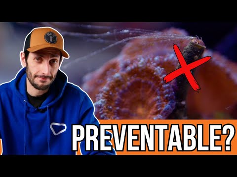 Help! I Wrecked My Tank Ep. 4 - Handling Vermetid Snails