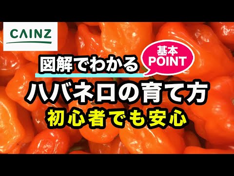 世界で一番辛い唐辛子 植物