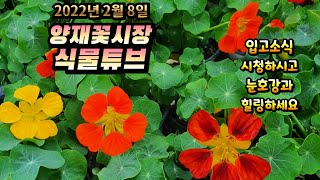 [양재꽃시장 식물튜브]    식물을 좋아하시는분들 클릭하시고  눈호강과 힐링 하세요~~~  #양재꽃시장 #식…