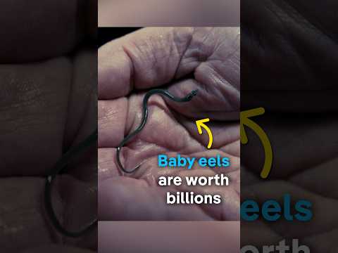 Baby Eels Worth Billions | Dw Documentary
