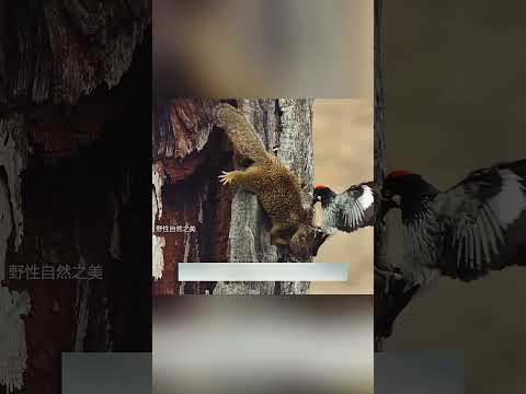 💔 เก็บมาทั้งชีวิต   หายไปในไม่กี่นาที! 🐦🌰 #trending#shorts