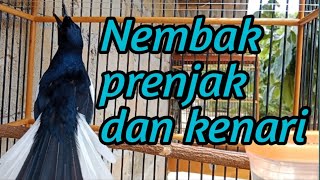 Download lagu Kacer gacor isian mewah || Nembak burung prenjak kenari dan burung kecil lainya materi seindomaret mp3