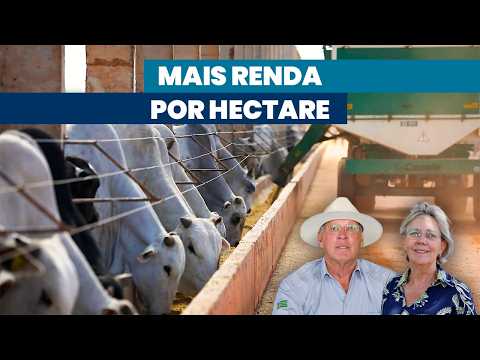 Pecuária é solução para crescer a renda por hectare | Noticiário Tortuga