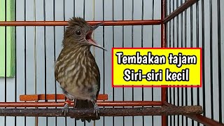 Download lagu Siri-siri kecil masteran handal TEMBAKAN TAJAM mp3