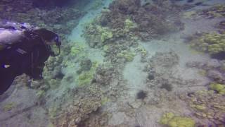 Hawaii Dives: "If I Were The Ocean"