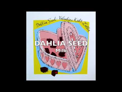 DAHLIA SEED - Milk