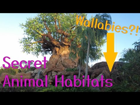 Best Animal Viewing Spots at Animal Kingdom