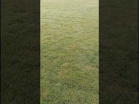 Rectangular natural lawn bermuda carpet grass, for garden