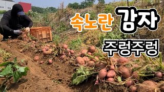 속노란 홍심이 감자가 주렁주렁