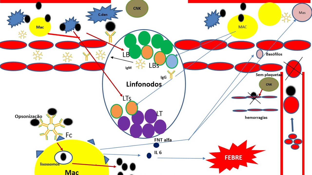 Virologia dengue e suas fases