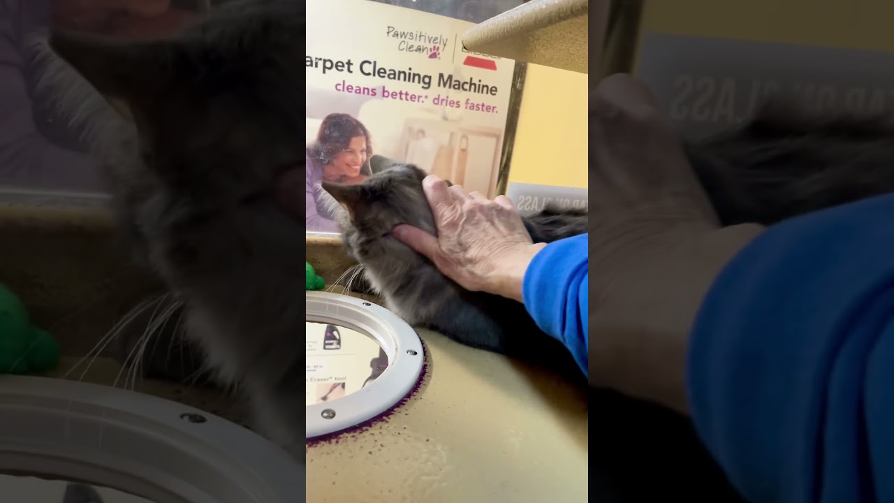 Enlarge Princess, a Adoptable Domestic Medium Hair in Scarborough, ON video 5/6