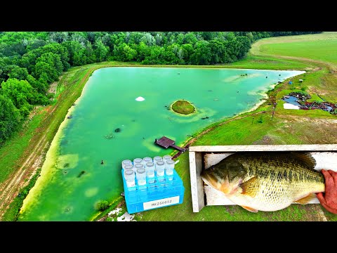 DNA Testing Tiger Bass at the 5 Acre Pond!