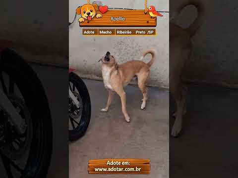 Vídeo de Apollo
