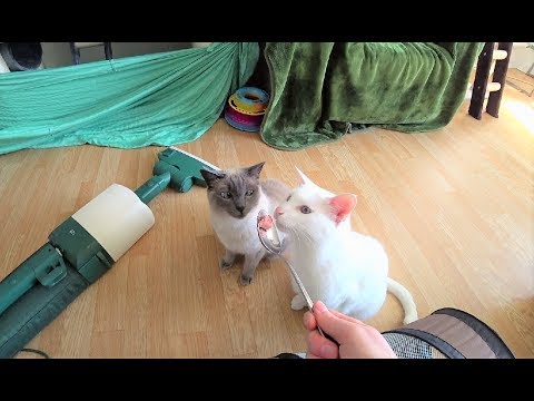 Tutorial: How To Get a Cat Used to the Vacuum Cleaner (Anti-Fear-Training)