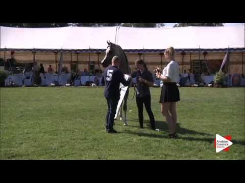 3rd Place N.39 ELFERUS - Ströhen 2015 C-Show - Junior Colts Championship (Class 16)