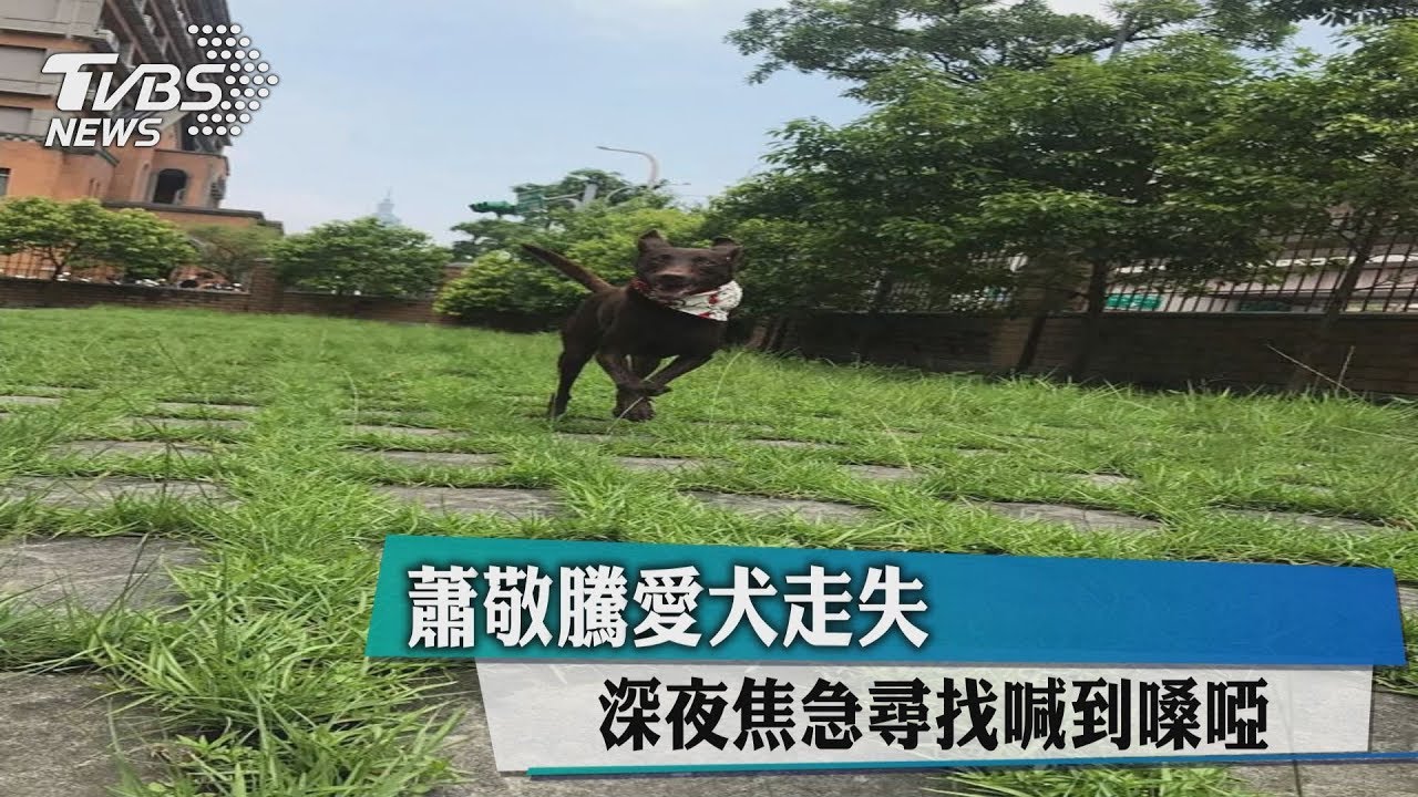 蕭敬騰愛犬走失 深夜焦急尋找喊到嗓啞