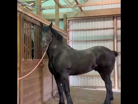 , title : 'Black Percheron Horse ❤️ 🎥 Windermere Farms'