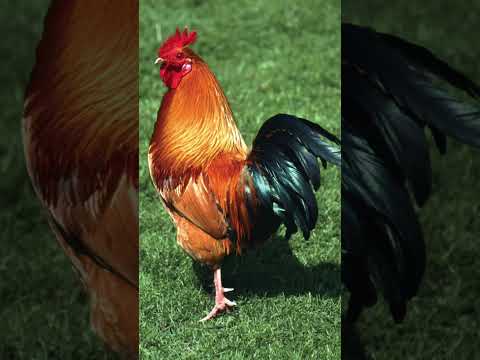 Modern Animals Vs Prehistoric Counterparts Part 13!