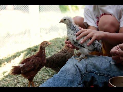Backyard Chickens 101 Video