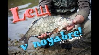 Лещ на что клюет осенью