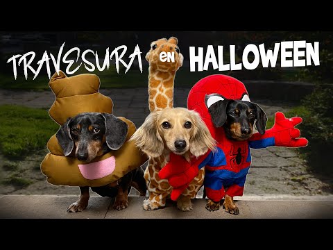 Tres chistosos perritos aterrorizan el vecindario en Halloween