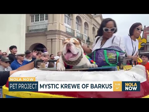 Krewe of Barkus