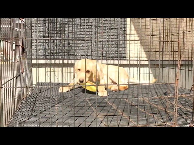 ブリーダー/ショップマロニエケンネル MARRONNIER KENNELのラブラドール・レトリーバーで番号が3067です