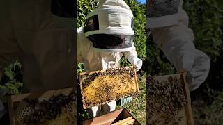 We got some honey bees !!! 🐝 #honeybees #bees #honey #flowhive #beekeeping