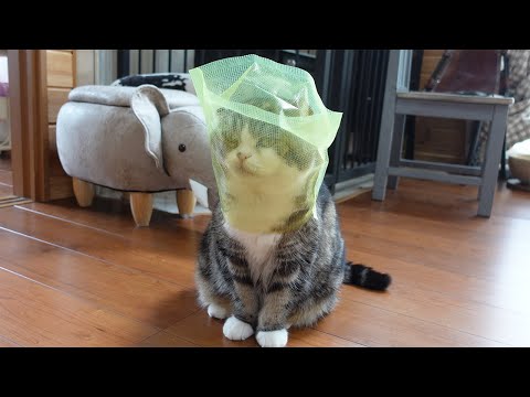 Maru picked up my dropped item but doesn't want to return it.