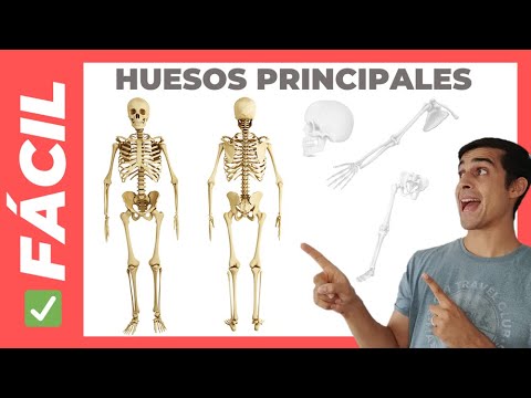 ✅ PRINCIPALES HUESOS del Cuerpo Humano (FÁCIL) Sirve para Niños