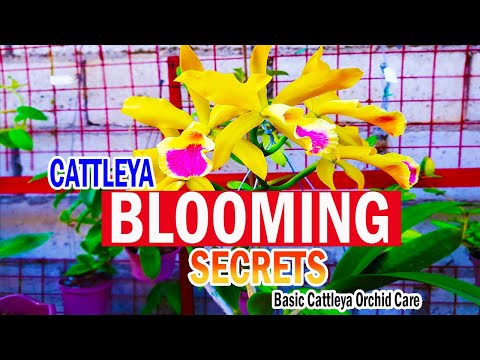 SECRETS on BLOOMING CATTLEYA | Cattleya Orchid Care