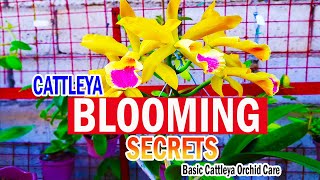SECRETS on BLOOMING CATTLEYA | Cattleya Orchid Care