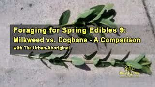 Foraging with The Urban-Abo - Spring Edibles 9: Milkweed vs. Dogbane - a Comparison