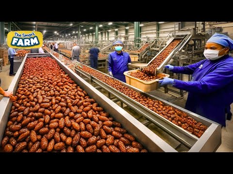 Inside MASSIVE Medjool Date Factories That Process Tons of POUNDS Per Tree!