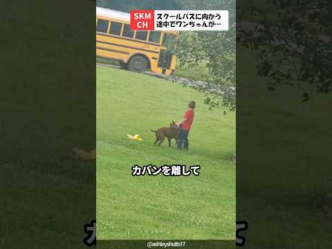 犬の衝動制御 - 最良のヒントと練習