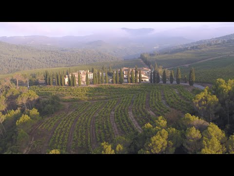 Bornos Vinos & Licores