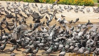 preview picture of video 'Pigeon's Safest Place On Earth - Hazratbal Mosque, Kashmir, India HD Video'