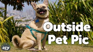 How-to Take Awesome Pet Photos Outside