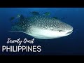 THRIVING REEFS OF THE VISAYAS︱PHILIPPINES DIVING︱BEST OF VISAYAN SEA ︱4K VIDEO