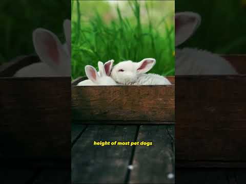 RABBITS CAN JUMP UP TO 36 INCHES #animals #rabbit #rabbits #shorts #shortvideo