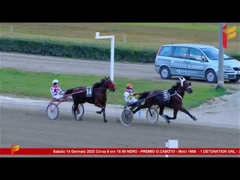 VI corsa del 14 gennaio 2023 - 4 Anni - Metri 1600