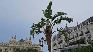 24 Giugno 2026: LE MATARRAM'MARÁ (extiction de putain), Monte Carlo, Côte d'Azur, France