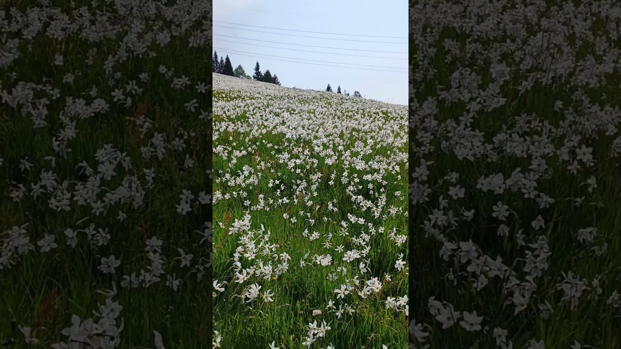 YouTube Short thumbnail