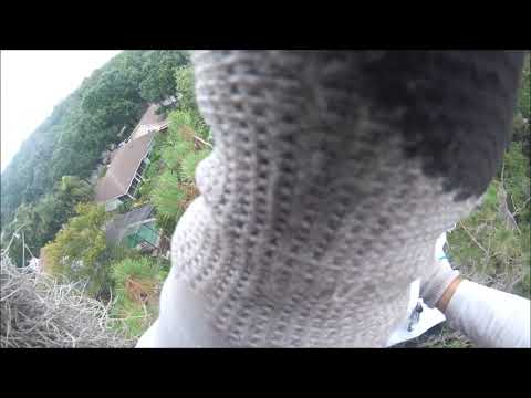 Flying Fledgling Osprey