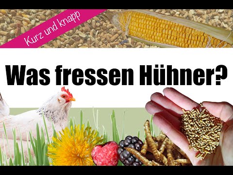 Was fressen Hühner? Kurz und Knapp - 2