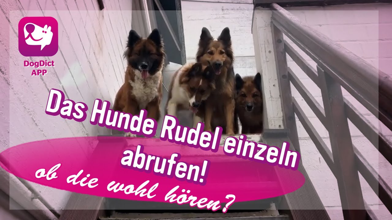 Das Hunde Rudel einzeln abrufen, Hundeschule Alex Angrick und ihre 6 Hunde, Pastor Garafiano und Elo
