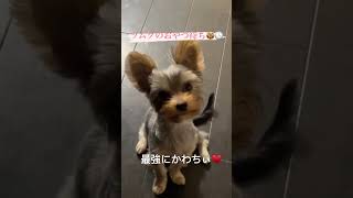 #ペット