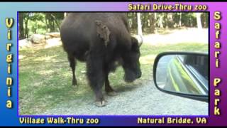 preview picture of video 'Virginia Safari Park Drive Thru feeding animals part 3'